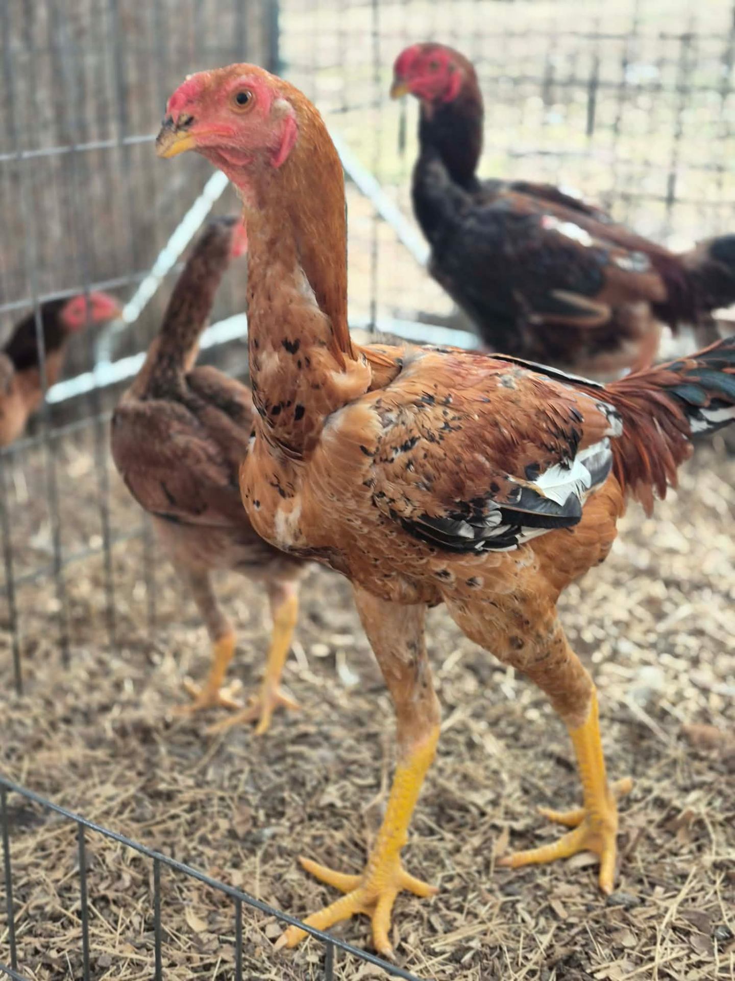 Sunnydaze Acres family farm in Wimauma, Florida