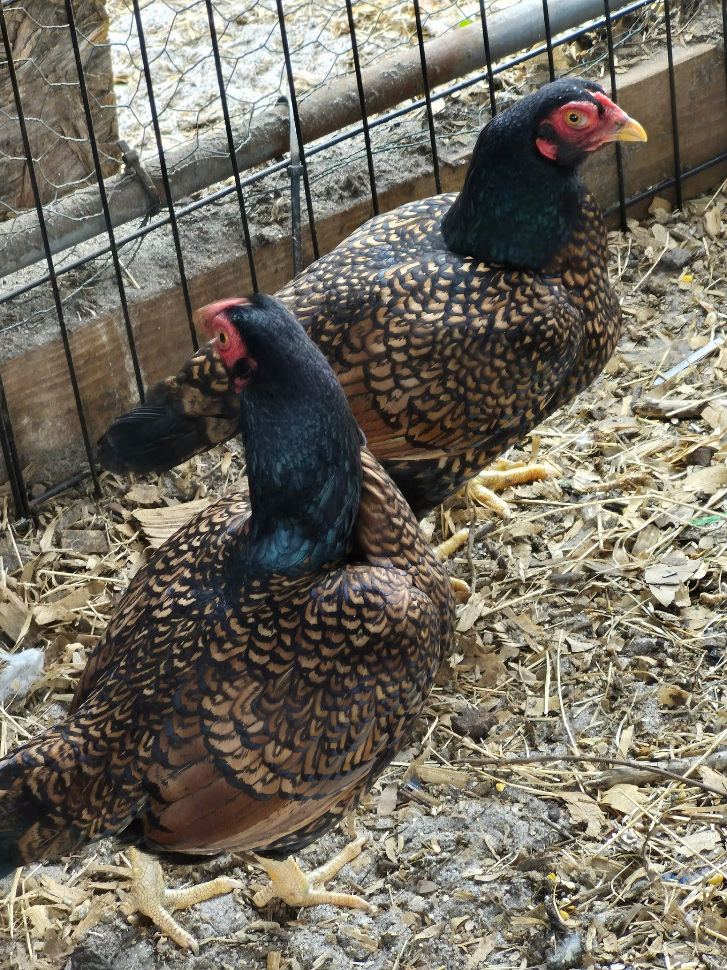 Animals at Sunnydaze Acres
