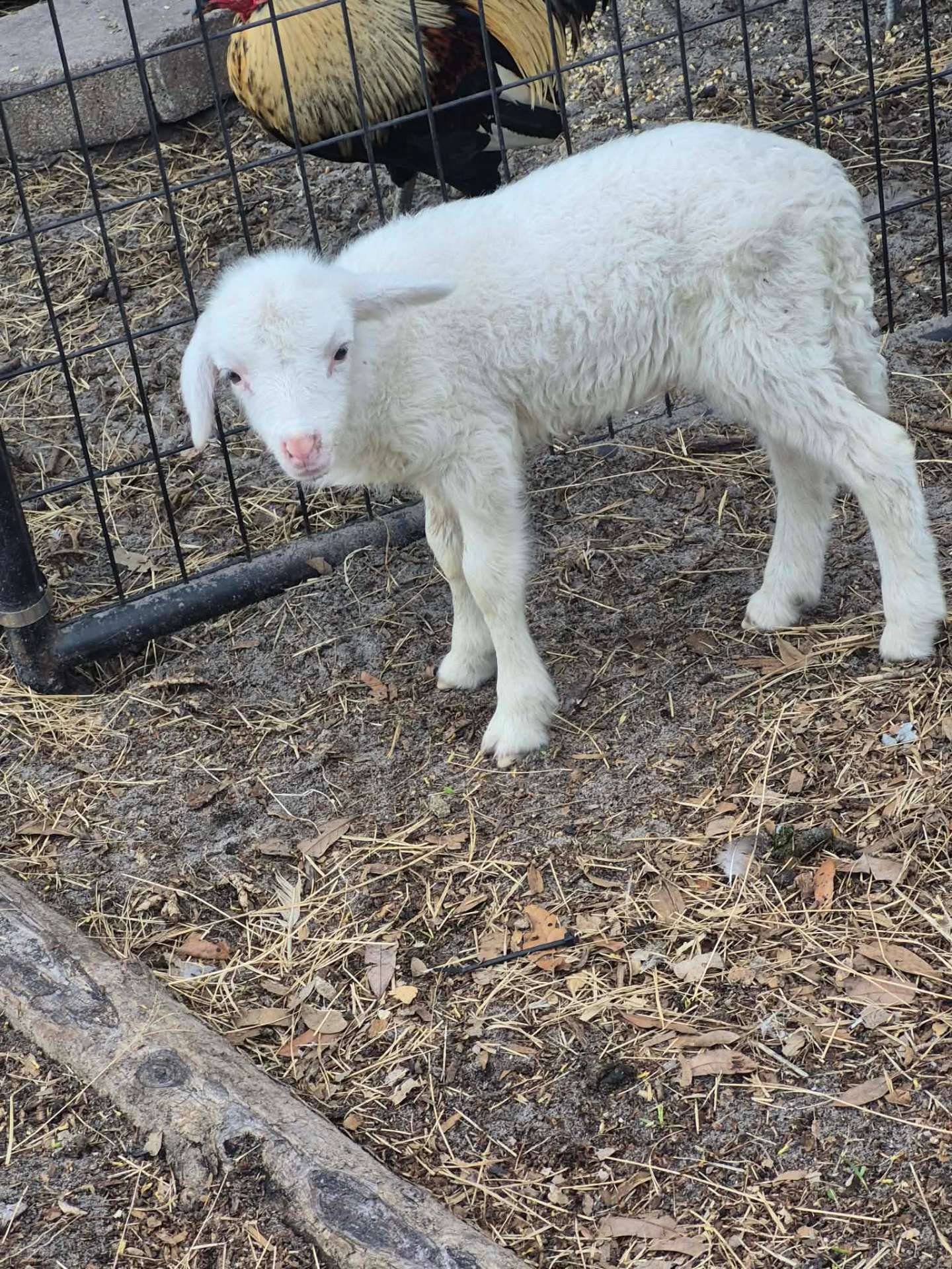 Animals at Sunnydaze Acres