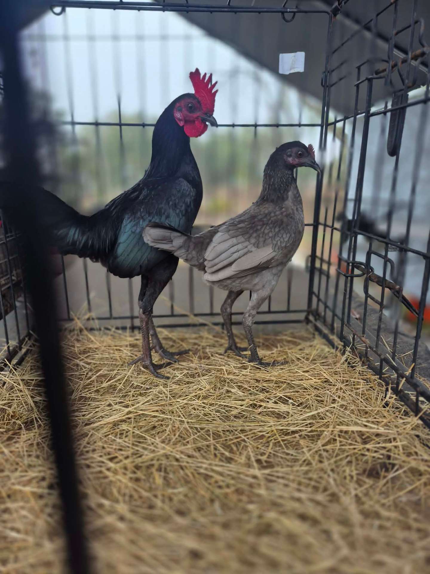 Animals at Sunnydaze Acres