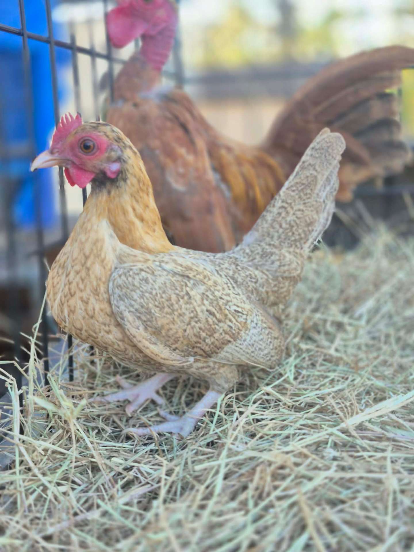 Animals at Sunnydaze Acres
