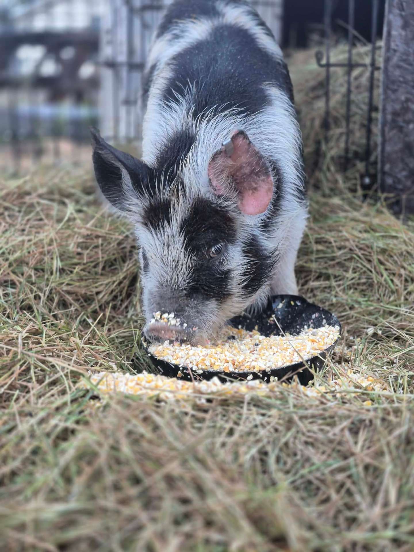 Animals at Sunnydaze Acres