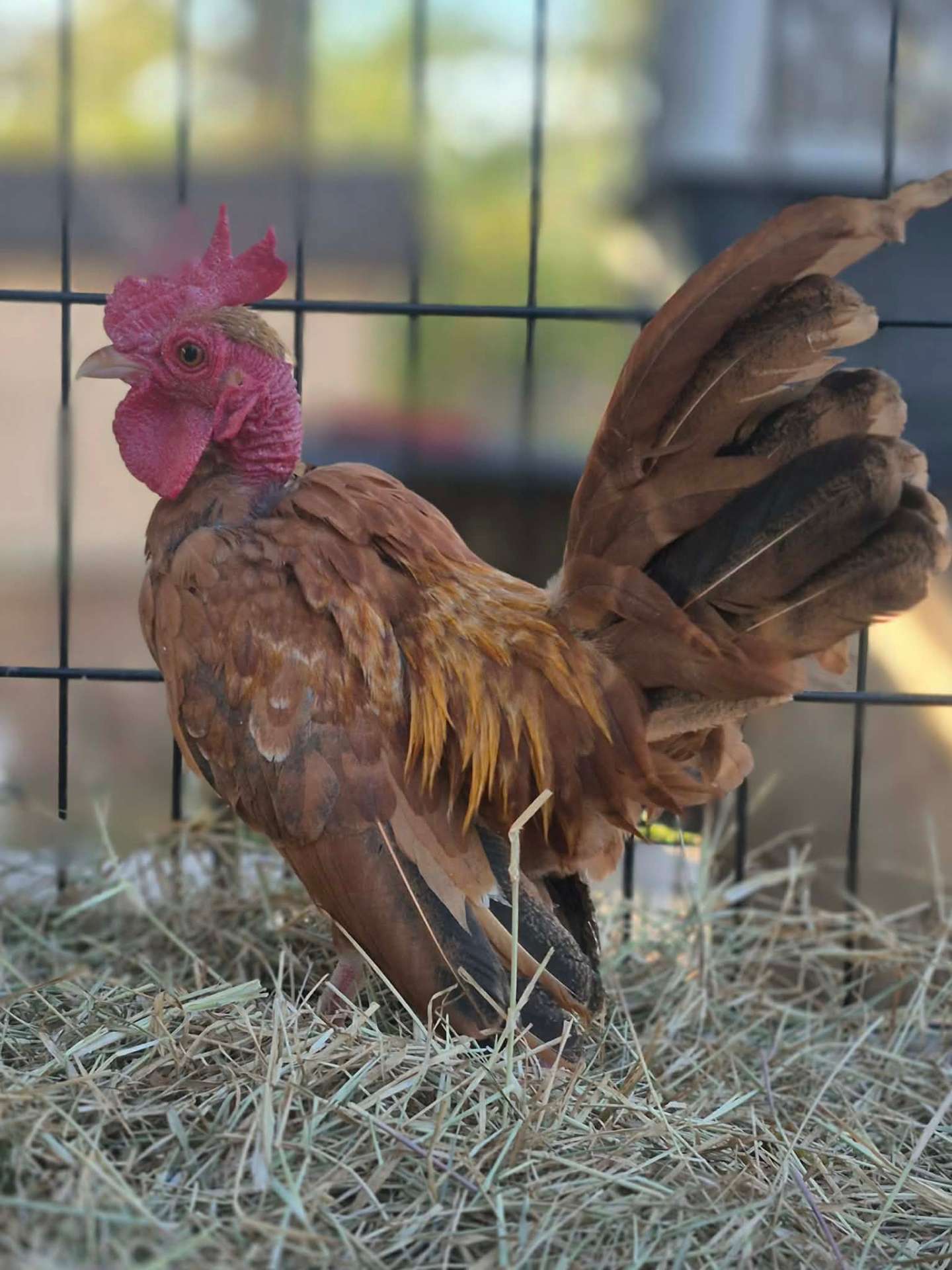 Animals at Sunnydaze Acres