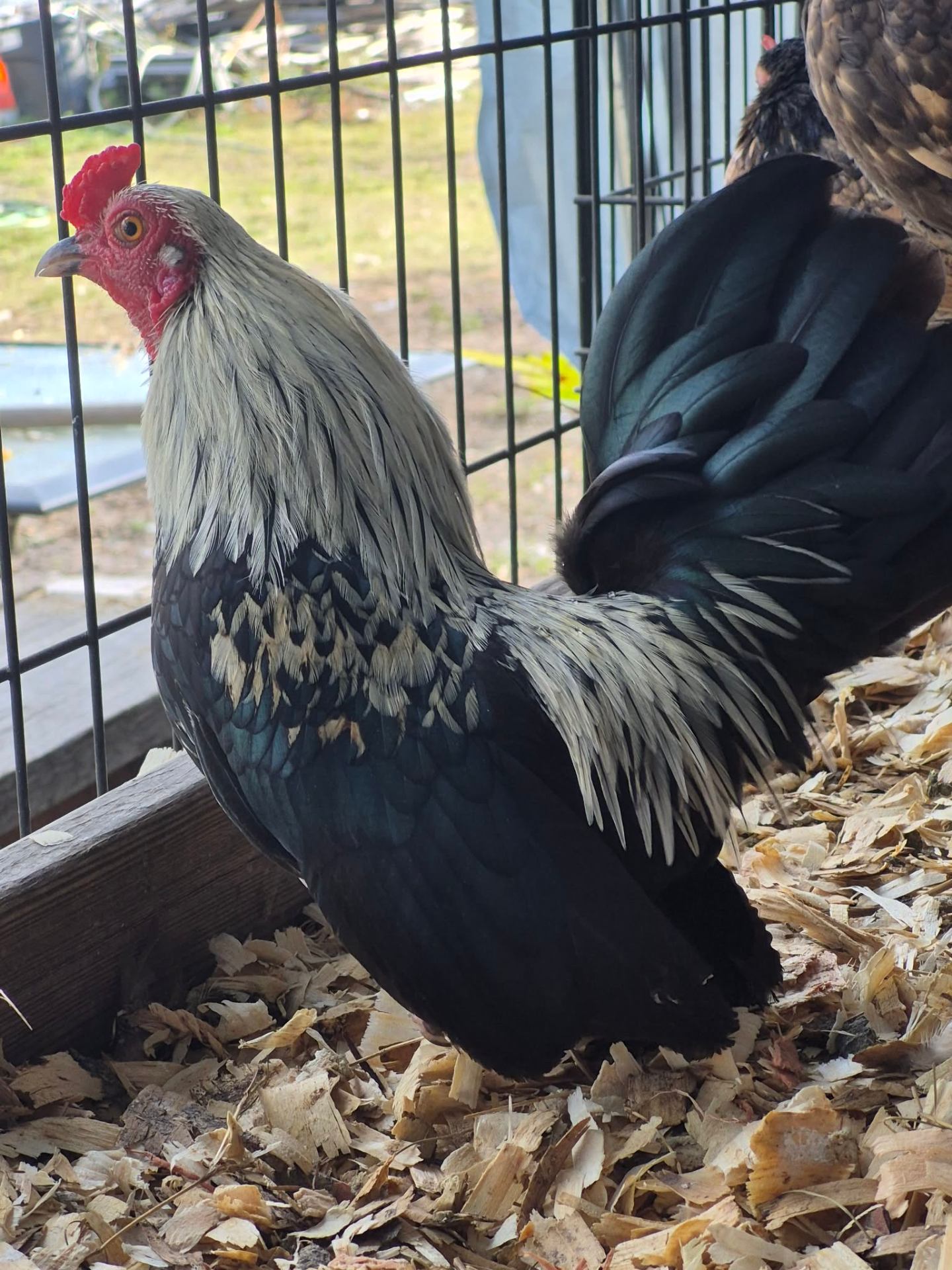Animals at Sunnydaze Acres