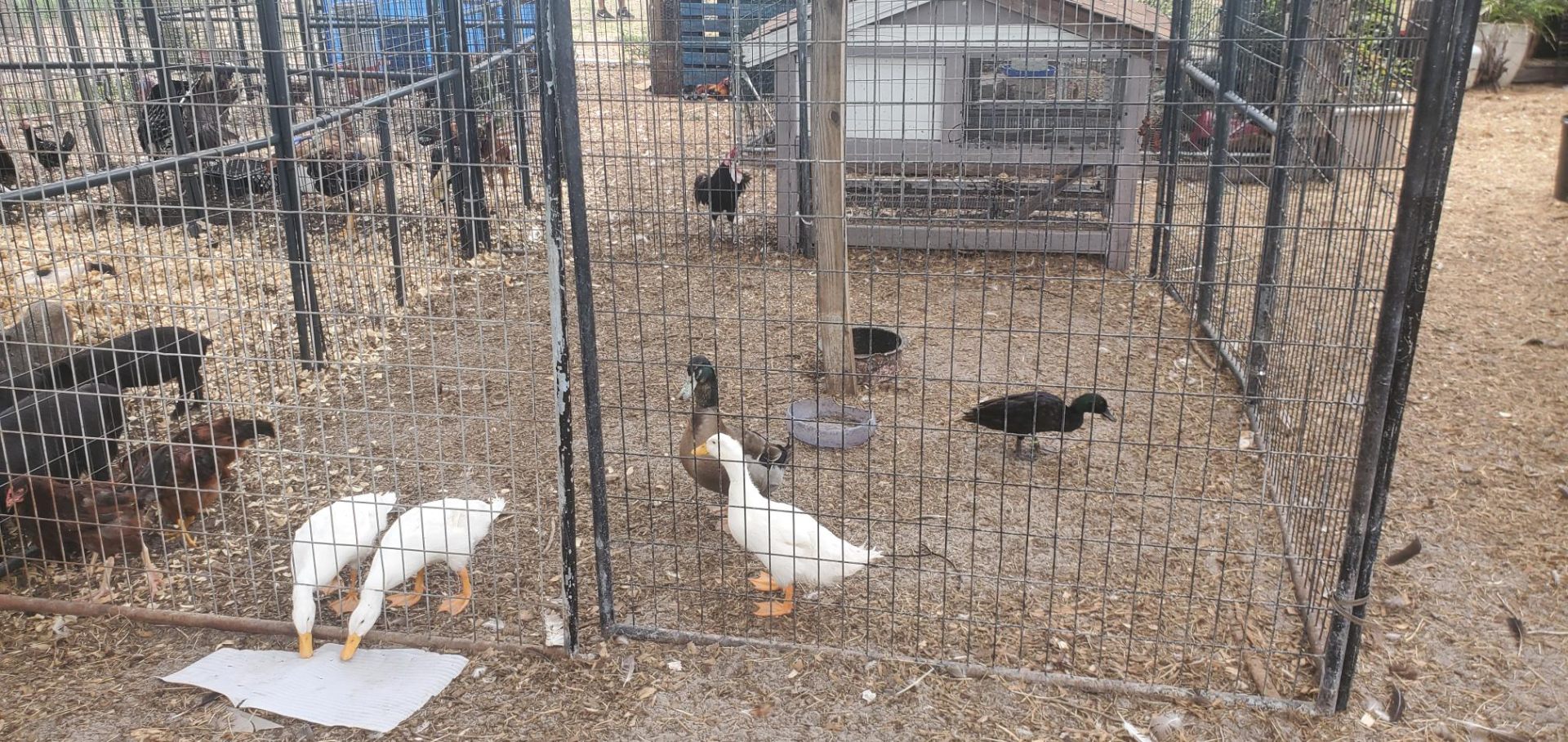 Animals at Sunnydaze Acres