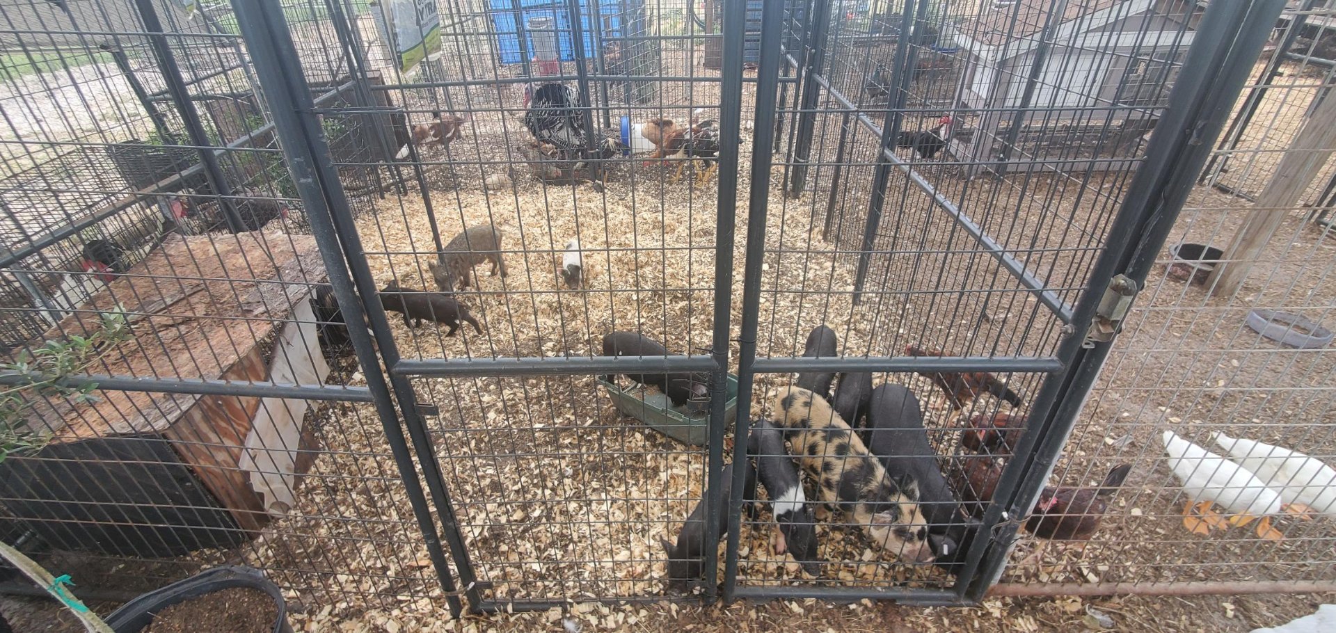 Animals at Sunnydaze Acres