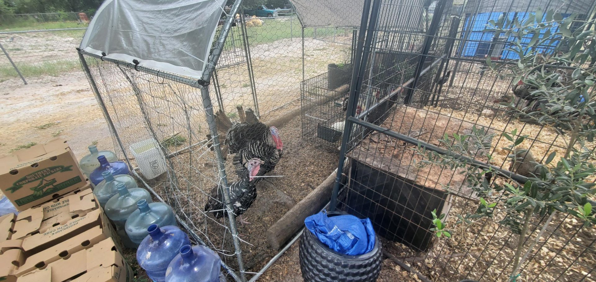 Animals at Sunnydaze Acres