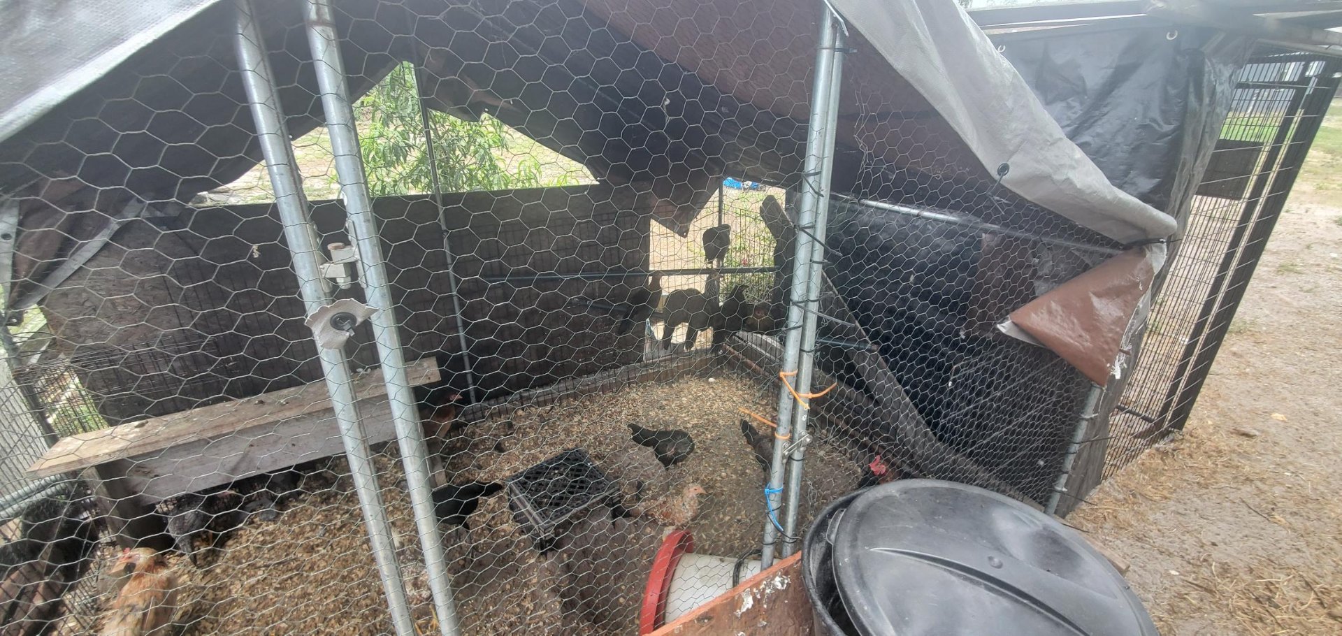Animals at Sunnydaze Acres