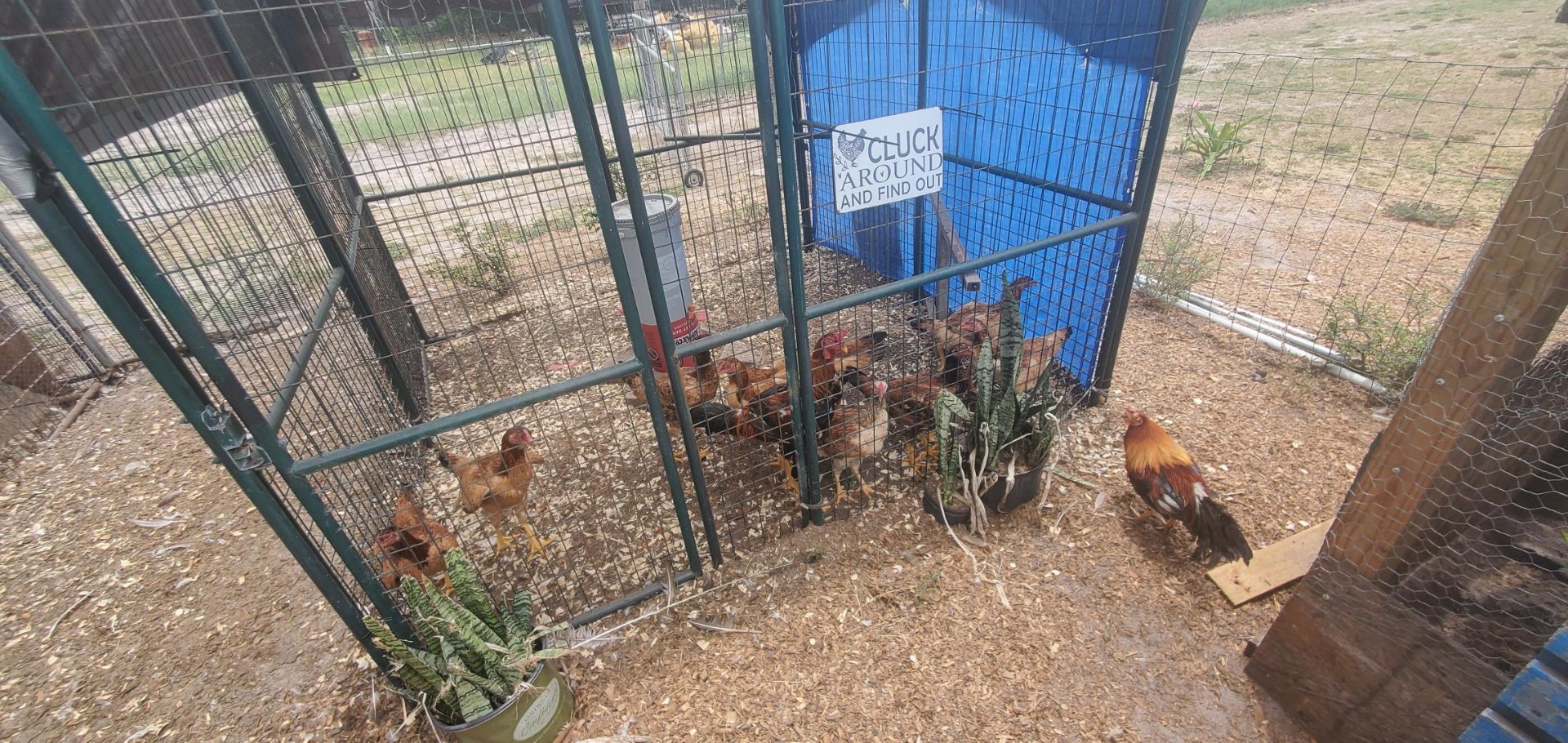 Animals at Sunnydaze Acres