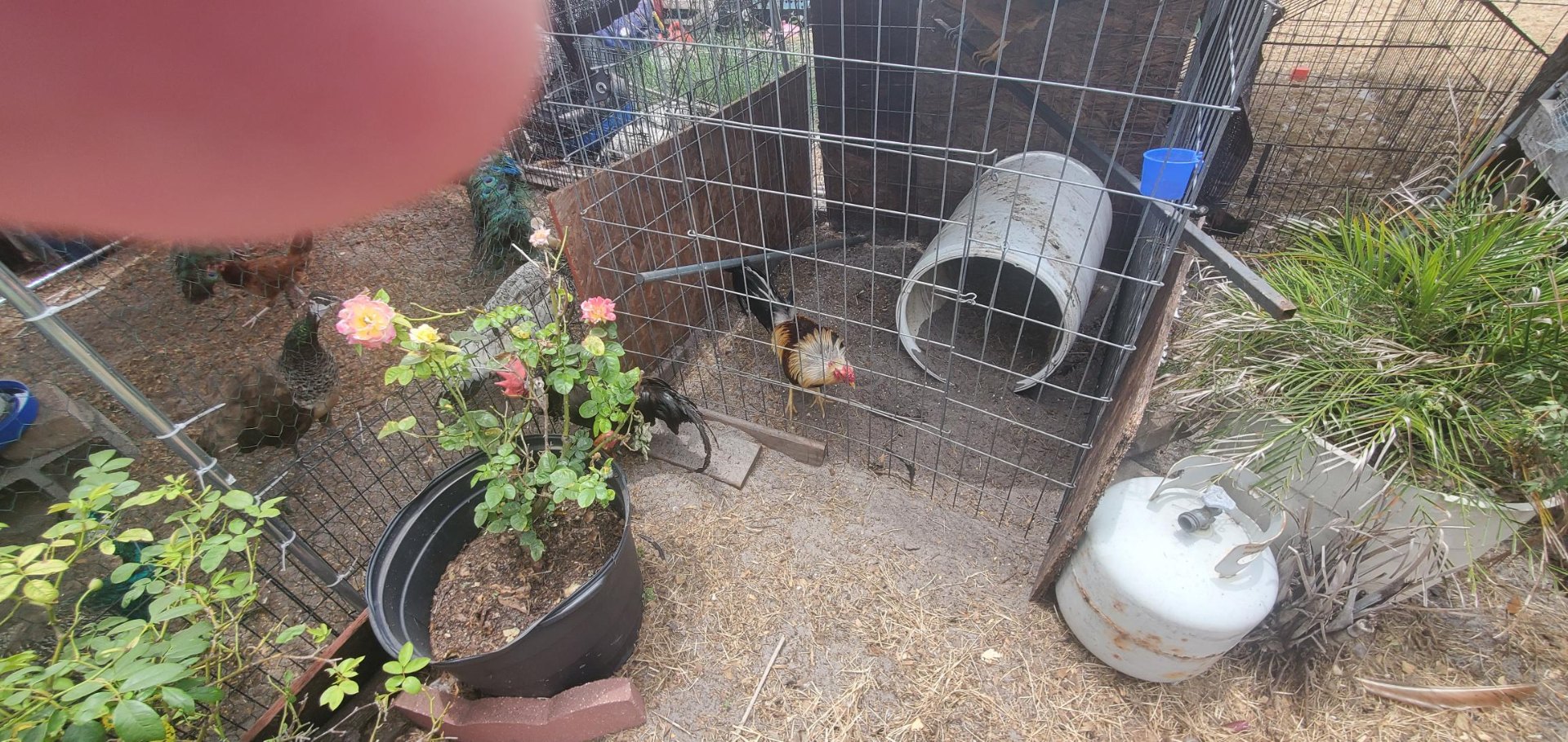 Animals at Sunnydaze Acres