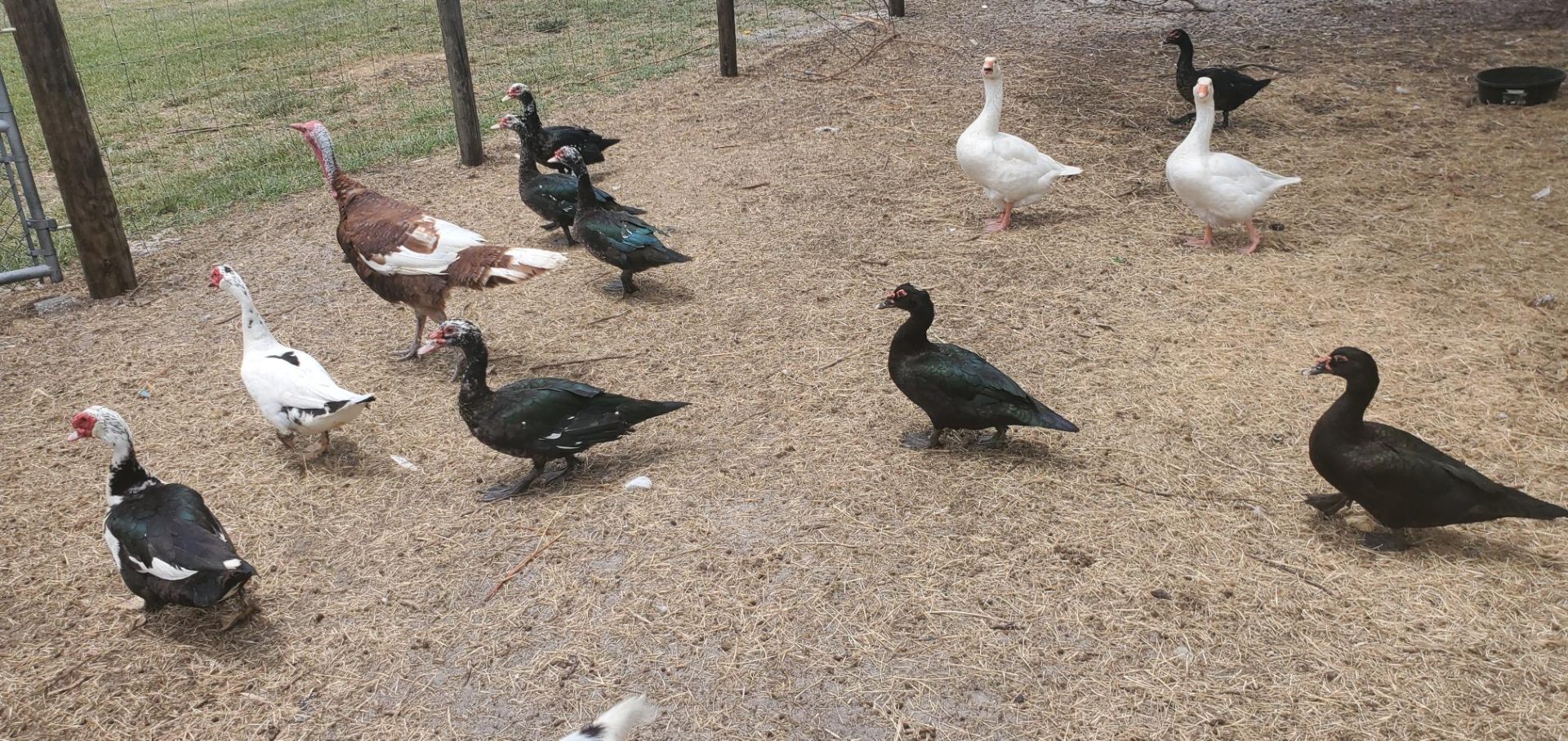 Animals at Sunnydaze Acres