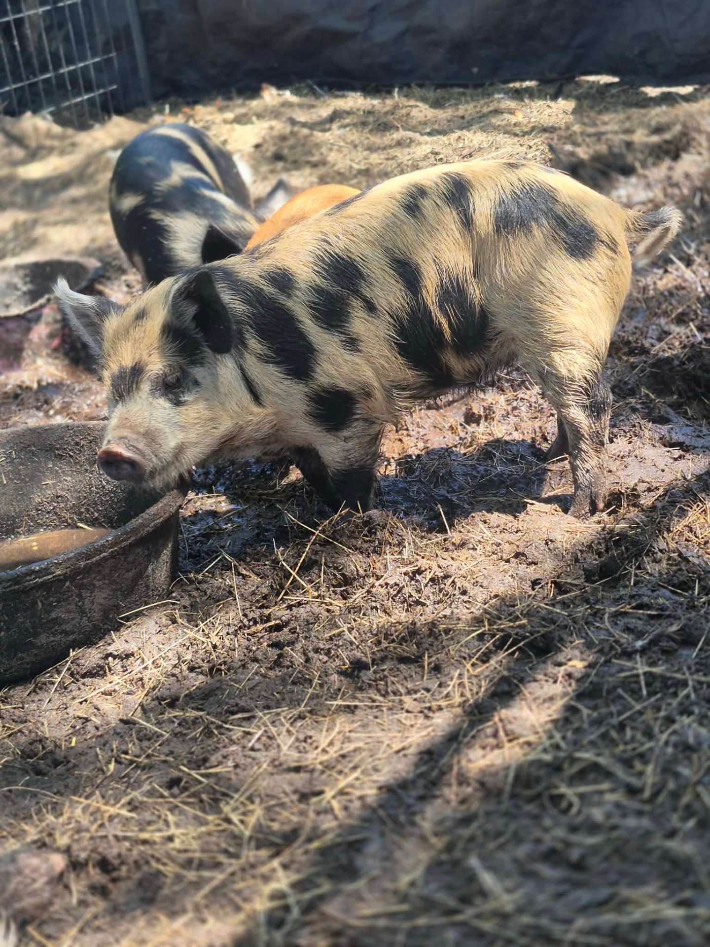 Animals at Sunnydaze Acres