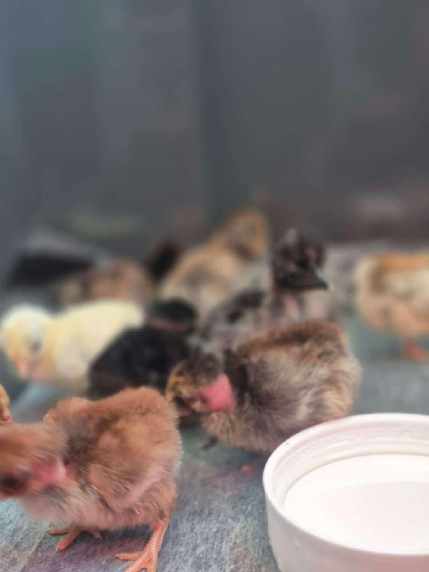 Animals at Sunnydaze Acres